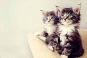 娱乐吃瓜小猫咪视频下载,揭秘热门娱乐视频幕后下载攻略