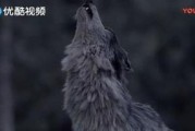 雪狼在线观看,在线观看，探寻雪域狼族的传奇征程